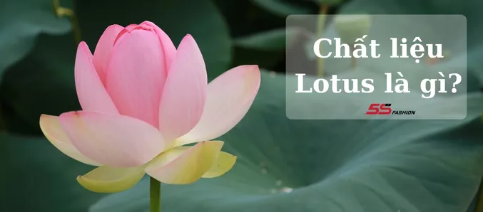 Lotus