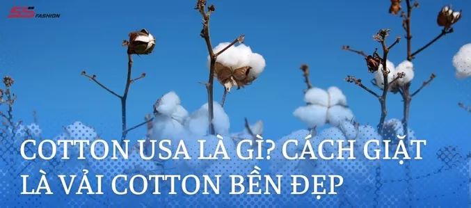 Vai Cotton Usa 1